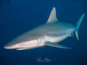 Ein Grauer Riffhai (Carcharhinus amblyrhynchos) schwimmt seitlich an der Kamera vorbei. Die elegante Körperform, die Kiemenspalten und das charakteristische runde Auge sind gut zu erkennen.