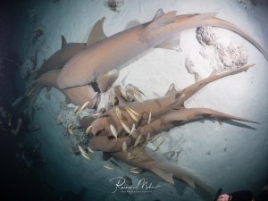 Mehrere Ammenhaie ruhen auf dem Sandboden bei einem Nachttauchgang. Zahlreiche Schiffshalter und kleine Begleitfische umgeben die Haie, die Szene wird vom Taucherlicht erhellt.