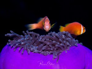 Zwei Malediven-Anemonenfische schweben über den Tentakeln einer leuchtend violetten Prachtanemone. Die orange-weißen Fische kontrastieren eindrucksvoll mit dem dunklen Hintergrund und der violetten Anemone.