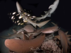 Eine große Ansammlung von Ammenhaien bei einem Nachttauchgang. Die Haie drängen sich übereinander am Riff, umgeben von einem Schwarm kleiner Fische, die im Blitzlicht aufleuchten.