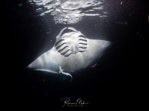 Ein Riffmanta (Mobula alfredi) schwimmt bei Nacht nahe der Wasseroberfläche durch planktonreiches Wasser. Die Kiemenspalten und das Bauchmuster spiegeln sich an der Oberfläche.