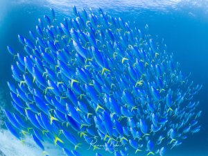 Ein dichter Schwarm Blaustreifen-Füsiliere (Caesio caerulaurea) im Blauwasser. Die leuchtend blauen Fische mit den gelben Schwanzflossen bilden eine beeindruckende Formation.