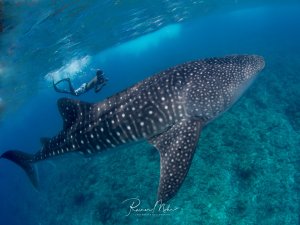 Ein majestätischer Walhai gleitet elegant durch das blaue Wasser, während ein Taucher im Hintergrund die beeindruckende Begegnung dokumentiert. Das charakteristische weiße Punktmuster auf der dunklen Haut des größten Fisches der Welt ist deutlich zu erkennen.