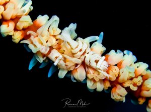 Auf dem Bild ist eine Peitschenkorallen-Garnele (Pontonides ankeri) zu sehen, die auf ihrer Wirtskoralle ruht. Diese kleinen Garnelen leben in einer symbiotischen Beziehung mit Peitschenkorallen. Sie sind perfekt an die Farbe und Struktur ihrer Wirtskoralle angepasst, was sie extrem gut tarnt.