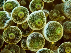 Makroaufnahme der kugelförmigen Tentakelspitzen einer Blasenanemone. Die grün-braunen Blasen mit feinem weißen Punktmuster und dunklerem Zentrum bilden ein faszinierendes Muster.