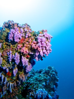 Ein farbenfrohes Korallenriff mit dominierenden violetten und rosa Weichkorallen, die einen dramatischen Überhang bilden. Die lebendige Riffwand zeigt eine vielfältige Korallenfauna in verschiedenen Farbtönen vor dem tiefblauen Freiwasser.