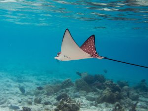 Ein eleganter Gefleckter Adlerrochen gleitet majestätisch durch das klare blaue Wasser über einem Korallenriff. Die charakteristischen weißen Punkte auf der rötlich-braunen Oberseite und der lange, peitschenartige Schwanz sind deutlich erkennbar.