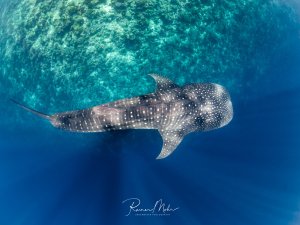Ein Walhai (Rhincodon typus) schwimmt im Flachwasser der Malediven über einem Korallenriff. Von oben betrachtet ist das weiße Punktmuster auf dem dunklen Rücken besonders gut zu erkennen.