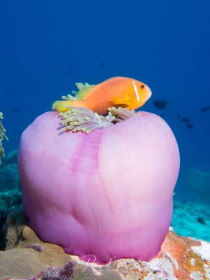 Ein orangefarbener Anemonenfisch lebt in perfekter Symbiose mit einer großen, rosa-violetten Anemone. Die leuchtenden Farben des Clownfisches kontrastieren wunderbar mit den sanften Pastelltönen seiner Wirtsanemone vor dem tiefblauen Hintergrund.