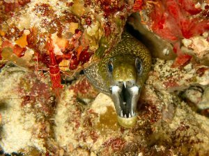 Eine Muräne mit weit geöffnetem Maul und sichtbaren Zähnen versteckt sich in einer Felsspalte am Riff. Links im Bild ist eine leuchtend rote Garnele zu sehen, möglicherweise eine Putzergarnele in symbiotischer Beziehung zur Muräne.