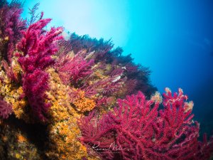 Ein farbenprächtige Riffszene mit leuchtend pinken und violetten Weichkorallen sowie gelben und orangen Schwämmen. Die verschiedenen Korallenarten bilden einen dichten, bunten Bewuchs am Riffhang vor tiefblauem Wasser.