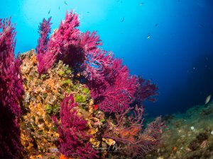 Eine prächtige Riffszene mit leuchtend pinken Gorgonien (Fächerkorallen), die sich elegant im blauen Wasser ausbreiten. Die Weichkorallen bilden zusammen mit bunten Schwämmen und anderen Korallen eine lebendige Riffgemeinschaft, während kleine Rifffische im Hintergrund schwimmen.