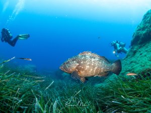 Ein großer Zackenbarsch schwimmt majestätisch über einem Seegrasfeld, während zwei Taucher im Hintergrund die beeindruckende Szene beobachten. Der massige Fisch mit seiner charakteristischen gefleckten Färbung und den markanten Flossen zeigt keine Scheu vor den menschlichen Besuchern.