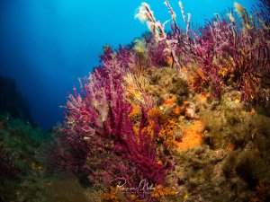 Eine farbenprächtige Riffszene mit leuchtend violetten Weichkorallen, orangefarbenen Schwämmen und verschiedenen anderen sessilen Organismen. Die Weichkorallen dominieren die Szene mit ihren ausgestreckten Polypen, während orange Schwämme und andere Riffbewohner eine lebendige Unterwasserlandschaft bilden.