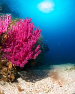 Eine prächtige pink-violette Weichkoralle dominiert die linke Bildseite einer Riffszene. Die Koralle steht in leuchtenden Farben gegen das tiefblaue Wasser, während Sonnenstrahlen von oben durch das Wasser dringen und eine dramatische Beleuchtung schaffen.
