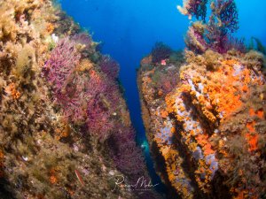 Ein farbenprächtiges Riff mit üppigem Bewuchs aus Weichkorallen, Schwämmen und anderen wirbellosen Meerestieren. Das Riff ist dicht mit violetten, orangenen und gelben Organismen überwachsen, während im Hintergrund das tiefblaue Wasser sichtbar ist.