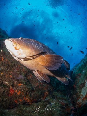 Ein großer Zackenbarsch ruht zwischen Felsformationen am Riff. Der imposante Fisch zeigt seine charakteristische braun-orange Färbung mit heller Bauchseite und den typischen massigen Körperbau mit großem Maul.