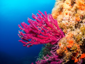 Eine leuchtend pink-violette Weichkoralle ragt elegant aus einer bunten Riffwand hervor. Die fächerförmige Koralle zeigt ihre charakteristischen verzweigten Polypen vor dem tiefblauen Freiwasser, während im Hintergrund weitere orange und gelbe Korallenbewüchse die Riffstruktur bedecken.