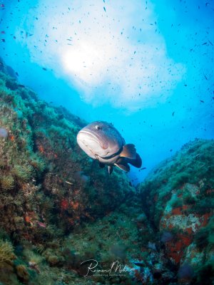 Ein großer Zackenbarsch schwimmt majestätisch über einer farbenprächtigen Korallenwand, während im Hintergrund ein dichter Schwarm kleiner Fische das blaue Wasser erfüllt. Die Szene zeigt die beeindruckende Größe und Präsenz dieses Riffräubers in seinem natürlichen Lebensraum.