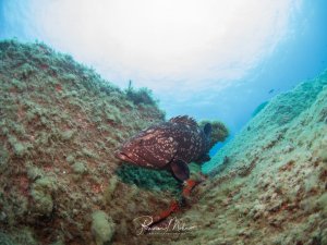 Ein großer Zackenbarsch ruht in einer Felsspalte zwischen bewachsenen Riffwänden. Der dunkel gefärbte Fisch mit seinem charakteristischen gepunkteten Muster und den ausgeprägten Flossen hat sich in dem geschützten Bereich zwischen den mit Algen und Korallen bewachsenen Felsen positioniert.