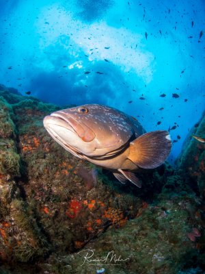 Ein großer Zackenbarsch schwimmt majestätisch über einem bewachsenen Riff mit bunten Schwämmen und Korallen. Der imposante Fisch mit seinem charakteristischen großen Maul und den markanten Augen wird von einem Schwarm kleiner Rifffische umgeben, während Taucher im Hintergrund durch das blaue Wasser gleiten.