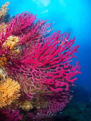 Eine prächtige Gorgonie mit leuchtend pinken Ästen dominiert diese Riffszene im tiefblauen Wasser. Die fächerförmig wachsende Weichkoralle zeigt ihre charakteristische Verzweigung, während im Hintergrund weitere Korallen und Schwämme das bunte Riffleben ergänzen.