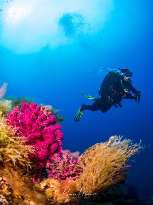 Ein Taucher schwebt über einem farbenprächtigen Korallenriff mit leuchtend pinken Weichkorallen und gelblichen Schwämmen oder Korallen. Die Szene zeigt die typische Unterwasserlandschaft eines tropischen Riffs mit kristallklarem, tiefblauem Wasser und dramatischer Lichtstimmung.