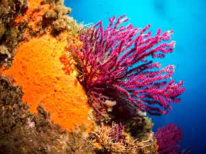 Eine farbenprächtige Riffszene mit leuchtend orangefarbenen Schwämmen und violett-pinken Gorgonien vor tiefblauem Wasser. Die Weichkorallen entfalten ihre filigranen Polypen im Wasserstrom und bilden zusammen mit den Schwämmen ein prächtiges mediterranes Riffbiotop.