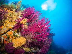 Eine farbenprächtige Riffszene mit leuchtend violetten Gorgonien und gelb-orangen Weichkorallen, die von hellem Sonnenlicht durchflutet wird. Die fächerförmigen Korallen erstrecken sich elegant ins freie Wasser und zeigen die typische Struktur eines gesunden Korallenriffs.