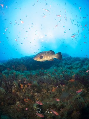 Ein großer Zackenbarsch schwebt majestätisch über einem bunten Korallenriff, umgeben von einem Schwarm kleiner rosa und blauer Riffbarsche. Die Szene zeigt die typische Lebensgemeinschaft eines tropischen Korallenriffs mit dem imposanten Räuber als zentralem Motiv vor dem leuchtend blauen Hintergrund.