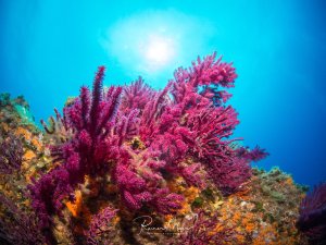 Eine farbenfrohe Riffszene mit prächtigen violett-pinken Weichkorallen, die ihre Polypen im Strömungswasser ausgestreckt haben. Die Korallen bilden eine wunderschöne Formation vor dem strahlend blauen Wasser, während Sonnenlicht von oben die Szene beleuchtet.