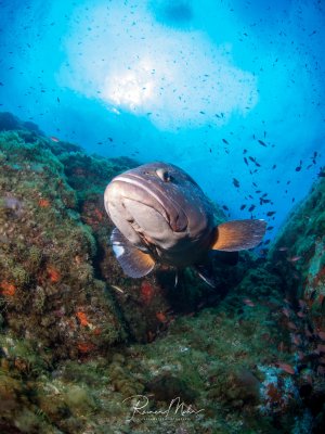 Ein großer Zackenbarsch ruht zwischen den Korallenwänden eines Riffs, während kleine Fische um ihn herum schwimmen. Der massive Fisch zeigt die charakteristische gedrungene Körperform und das geöffnete Maul, umgeben von der bunten Rifflandschaft mit Korallenbewuchs.