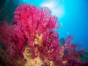 Eine prächtige Gorgonie mit leuchtend pinken bis violetten Polypen entfaltet sich vor einem strahlend blauen Hintergrund. Die fächerförmige Weichkoralle zeigt ihre charakteristische Wuchsform mit zahlreichen feinen Ästen, während das einfallende Sonnenlicht eine dramatische Lichtstimmung erzeugt.