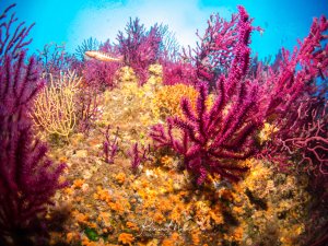 Eine farbenfrohe Riffszene mit leuchtend violetten Weichkorallen und gelb-orangen Schwämmen, die einen Korallenbrocken dicht bewachsen. Im Hintergrund schwimmt ein kleiner Riff-Fisch durch das kristallklare blaue Wasser.