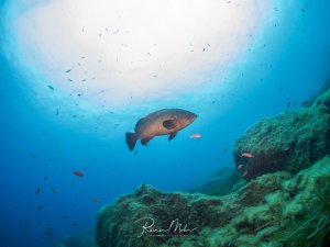 Ein großer Zackenbarsch schwimmt majestätisch über einem bewachsenen Riff. Der massive Fisch mit seiner charakteristischen gedrungenen Körperform und den kräftigen Flossen ist umgeben von kleineren Rifffischen, die als bunte Punkte im blauen Wasser zu sehen sind.