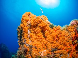 Ein prächtiges Korallenriff mit leuchtend orangefarbenen Weichkorallen dominiert die Szene, während ein kleiner rosa-weißer Riffbarsch elegant zwischen den Korallenstöcken schwimmt. Das intensive Blau des Wassers und die warmen Orangetöne der Korallen schaffen einen wunderschönen Kontrast in dieser lebendigen Rifflandschaft.