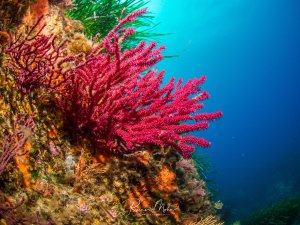 Leuchtend pinke Mittelmeer-Gorgonie (Hornkoralle) neben grünem Posidonia-Seegras. Farbintensives Mittelmeer-Riff.