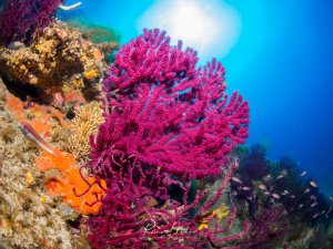 Eine prächtige Weichkoralle dominiert diese lebendige Riffszene mit ihren intensiv pinken, fächerartigen Polypen. Im Hintergrund sind weitere bunte Korallen in Orange und anderen Farben zu sehen, während das tiefblaue Wasser die tropische Unterwasserlandschaft vervollständigt.