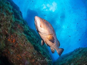 Ein großer Zackenbarsch schwimmt majestätisch zwischen den Korallenwänden eines Riffs im blauen Wasser. Der imposante Raubfisch zeigt seine charakteristische gedrungene Körperform mit dem großen Maul und den kräftigen Flossen, während kleine Riffische im Hintergrund zu sehen sind.