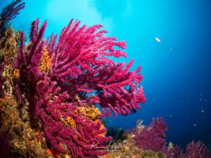 Eine prächtige Weichkoralle in leuchtend pinker Farbe dominiert die Riffszene, ihre verzweigten Polypen sind vollständig entfaltet und filtern Nährstoffe aus dem Wasser. Im Hintergrund schwimmen kleine Riffbarsche im blauen Freiwasser, während weitere Korallen und Schwämme die bunte Rifflandschaft vervollständigen.