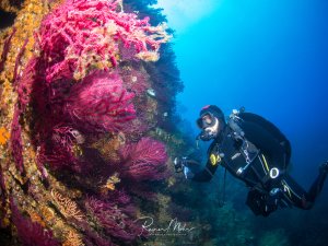 Ein Taucher erkundet ein farbenprächtig bewachsenes Riff mit leuchtend pinken und violetten Weichkorallen sowie orangefarbenen Gorgonien. Die intensive Farbenpracht der Korallen bildet einen spektakulären Kontrast zum tiefblauen Wasser im Hintergrund.