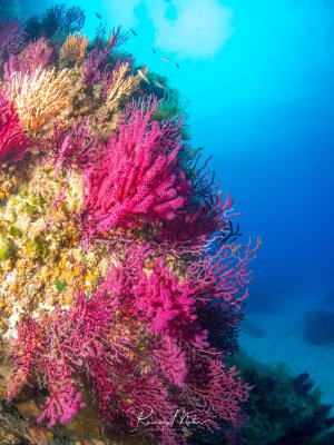 Ein farbenfrohes Korallenriff mit leuchtend pinken Weichkorallen im Vordergrund, die ihre Polypen in der Strömung ausgestreckt haben. Im Hintergrund sind weitere Korallen in gelben und braunen Tönen zu sehen, während das tiefblaue Wasser eine klare Sicht ins Freiwasser bietet.