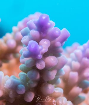 Eine wunderschöne Acropora-Hartkoralle mit violett-rosa gefärbten, kugelförmigen Polypenspitzen, die sich vor dem türkisblauen Wasser präsentiert. Die Koralle zeigt ihre charakteristischen zylindrischen Äste mit den gut sichtbaren, ausgestreckten Polypen in ihrer vollen Pracht.