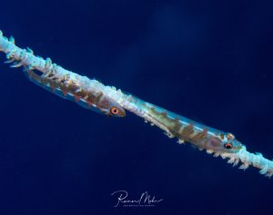Zwei Drahtkorallengrundeln sitzen auf ihrer Wirtskoralle. Die schlanken, durchscheinenden Fische zeigen ihre charakteristischen roten Augen.
