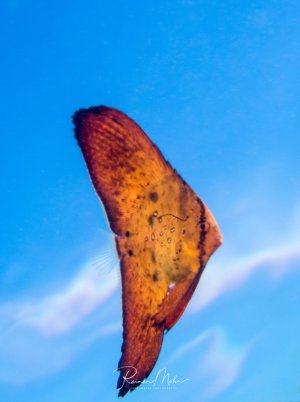 Ein Juveniler Fledermausfisch schwimmt elegant durch das blaue Wasser und zeigt seine charakteristische orange-rötliche Färbung mit dunklen Flecken. Der Fisch ist im Portrait-Stil vor dem strahlend blauen Hintergrund des offenen Wassers fotografiert.