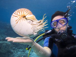 Eine Taucherin präsentiert einen wunderschönen Perlboot (Nautilus) über ihrer ausgestreckten Hand. Das spiralförmige Gehäuse mit den charakteristischen rötlich-braunen Streifen ist deutlich sichtbar, ebenso wie die gelben Tentakel des lebenden Tieres.