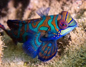 Ein prächtiger Mandarinfisch in seiner vollen Farbenpracht auf dem Riffgrund. Das kleine, farbenfrohe Tier zeigt die charakteristischen blauen, grünen und orangen Muster sowie die markanten roten Augen und die ausgebreiteten Flossen.