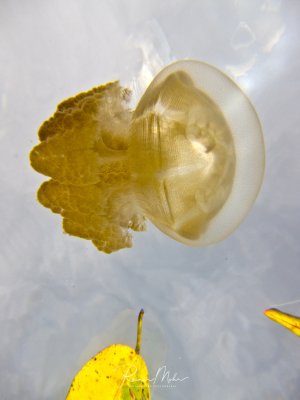 Eine gelblich-transparente Goldene Qualle schwebt elegant im blauen Wasser, wobei ihre glockenförmige Meduse und die charakteristischen Mundlappen gut erkennbar sind. Die Aufnahme zeigt die filigrane Struktur und Transparenz des Nesseltiers in beeindruckender Klarheit.