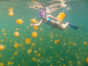 Eine Schnorchlerin schwimmt inmitten eines beeindruckenden Schwarms von Goldenen Quallen in türkisgrünem Wasser. Die harmlosen Quallen haben durch eine symbiotische Beziehung mit Algen ihre charakteristische goldgelbe Färbung und schweben friedlich um die Taucherin herum.