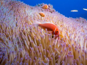 Drei Anemonenfische leben in symbiotischer Beziehung mit einer großen Seeanemone. Die orange-weißen Fische bewegen sich sicher zwischen den giftigen Tentakeln ihrer Wirtsanemone, während im blauen Hintergrund weitere kleine Riffbewohner zu erkennen sind.